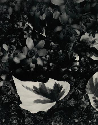 PAUL STRAND (1890-1976) Paul Strand: Portfolio Two--The Garden.